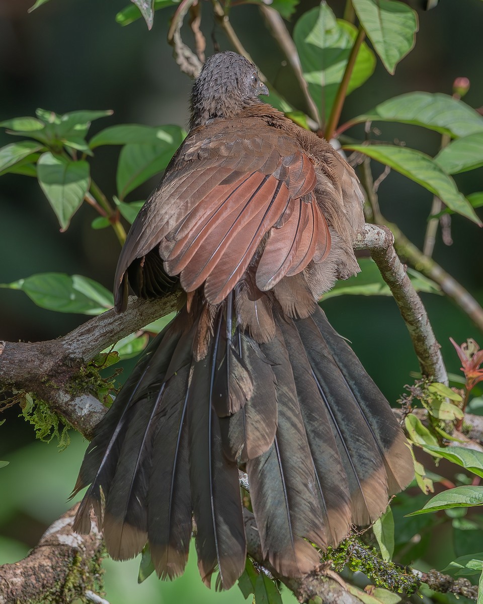 Gray-headed Chachalaca - Ricardo Rojas Arguedas