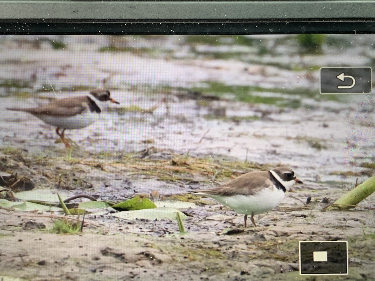 Semipalmated Plover - ML620261207