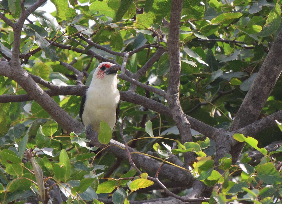 Chaplin's Barbet - ML620261217