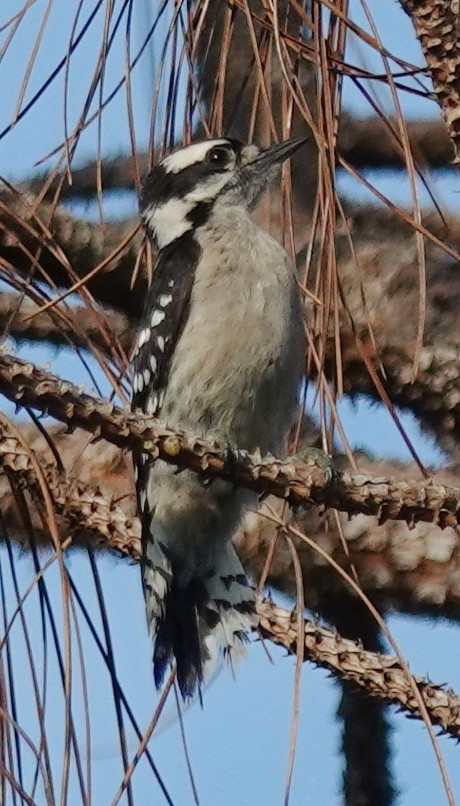 Downy Woodpecker - ML620261219