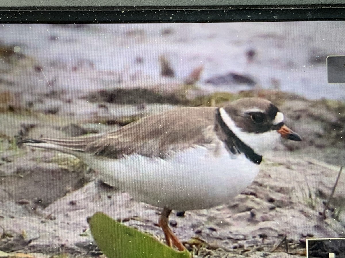 Semipalmated Plover - ML620261220