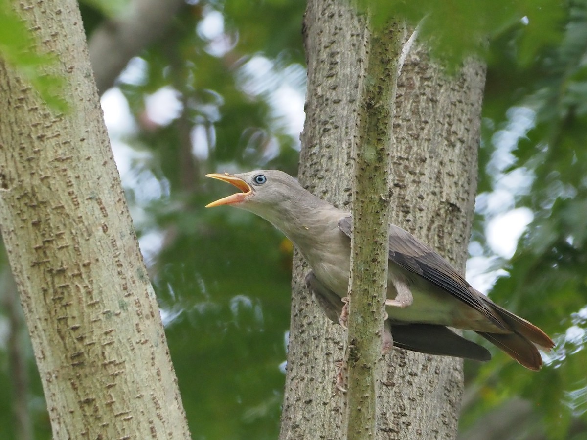 Chestnut-tailed Starling - ML620261221