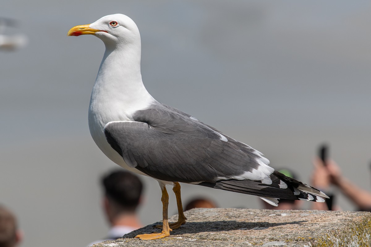 Lesser Black-backed Gull - ML620261227