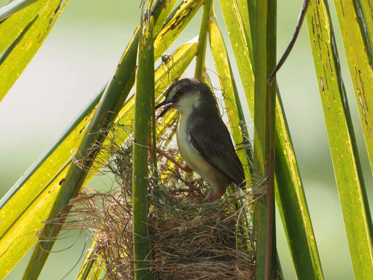 Prinia simple - ML620261234