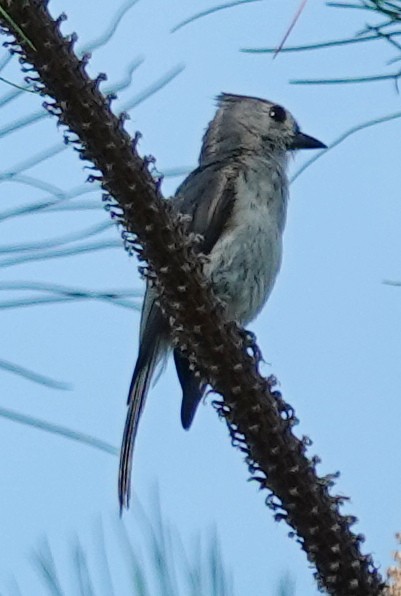 Tufted Titmouse - ML620261254