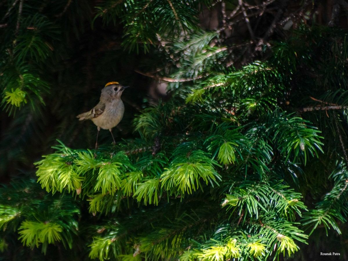 Goldcrest - ML620261255