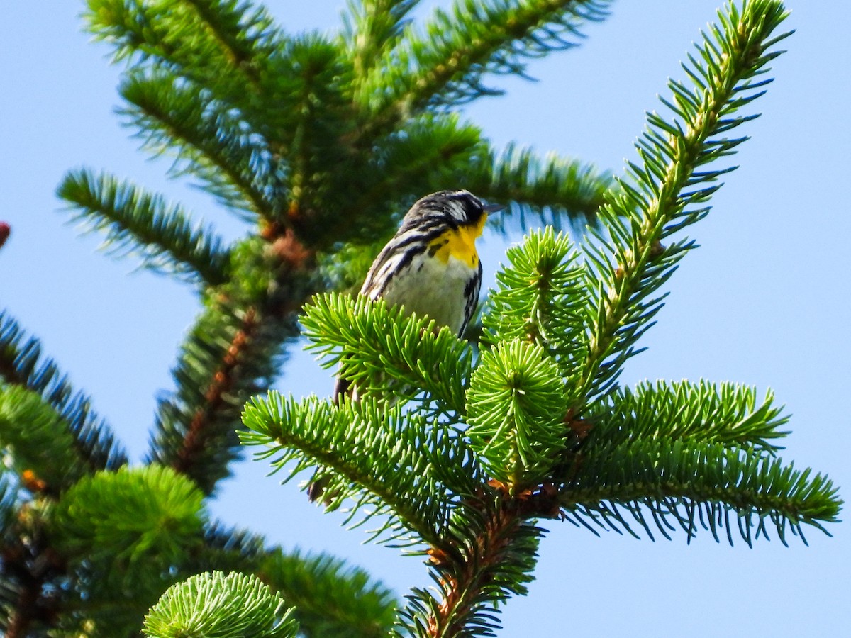 Yellow-throated Warbler - ML620261258