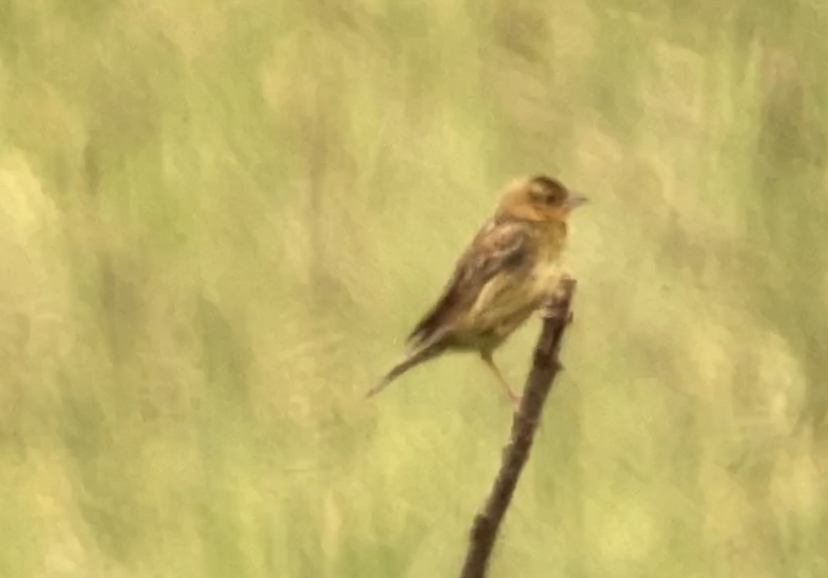 bobolink americký - ML620261260