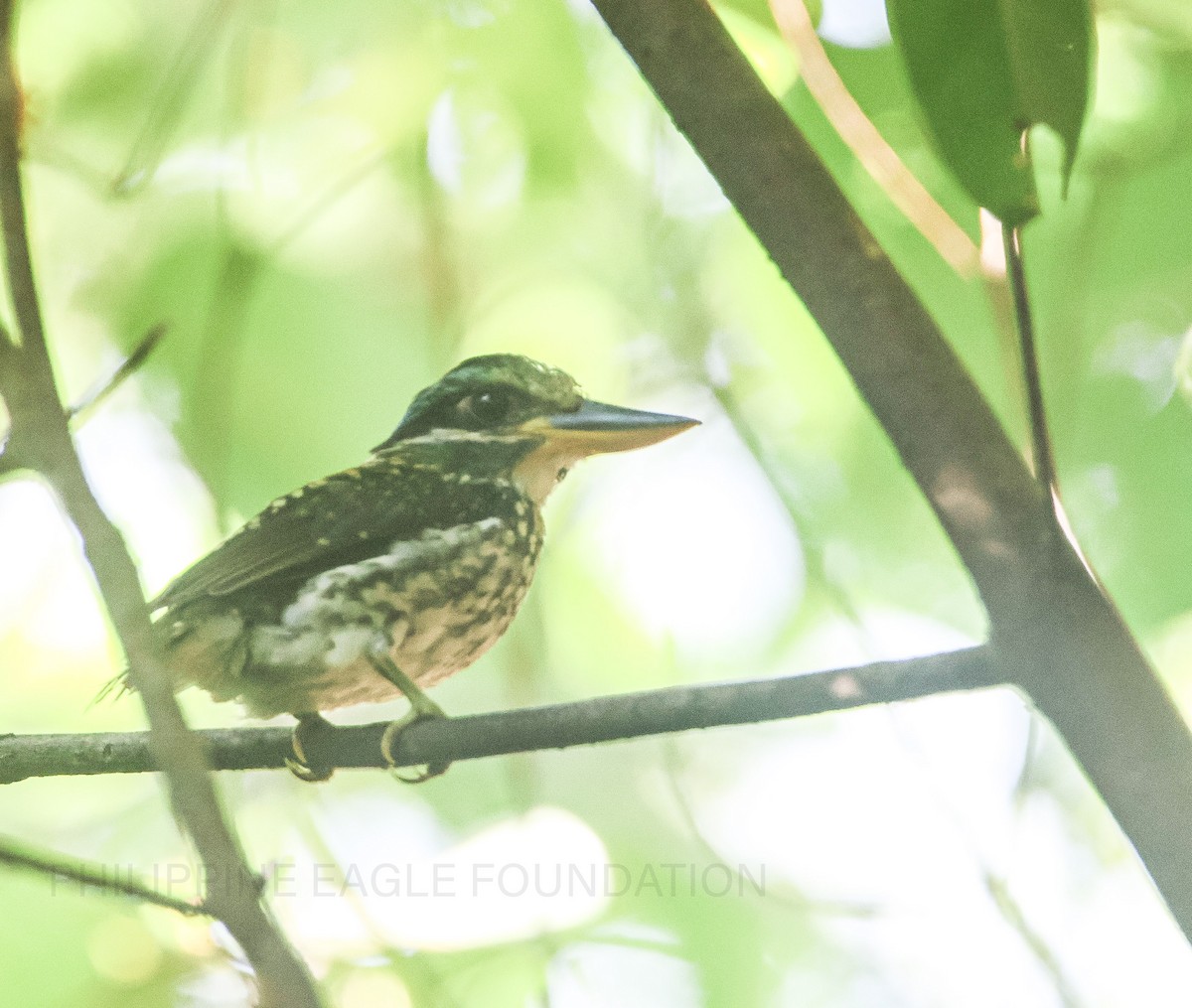 Spotted Kingfisher - Ron Lemente Taraya