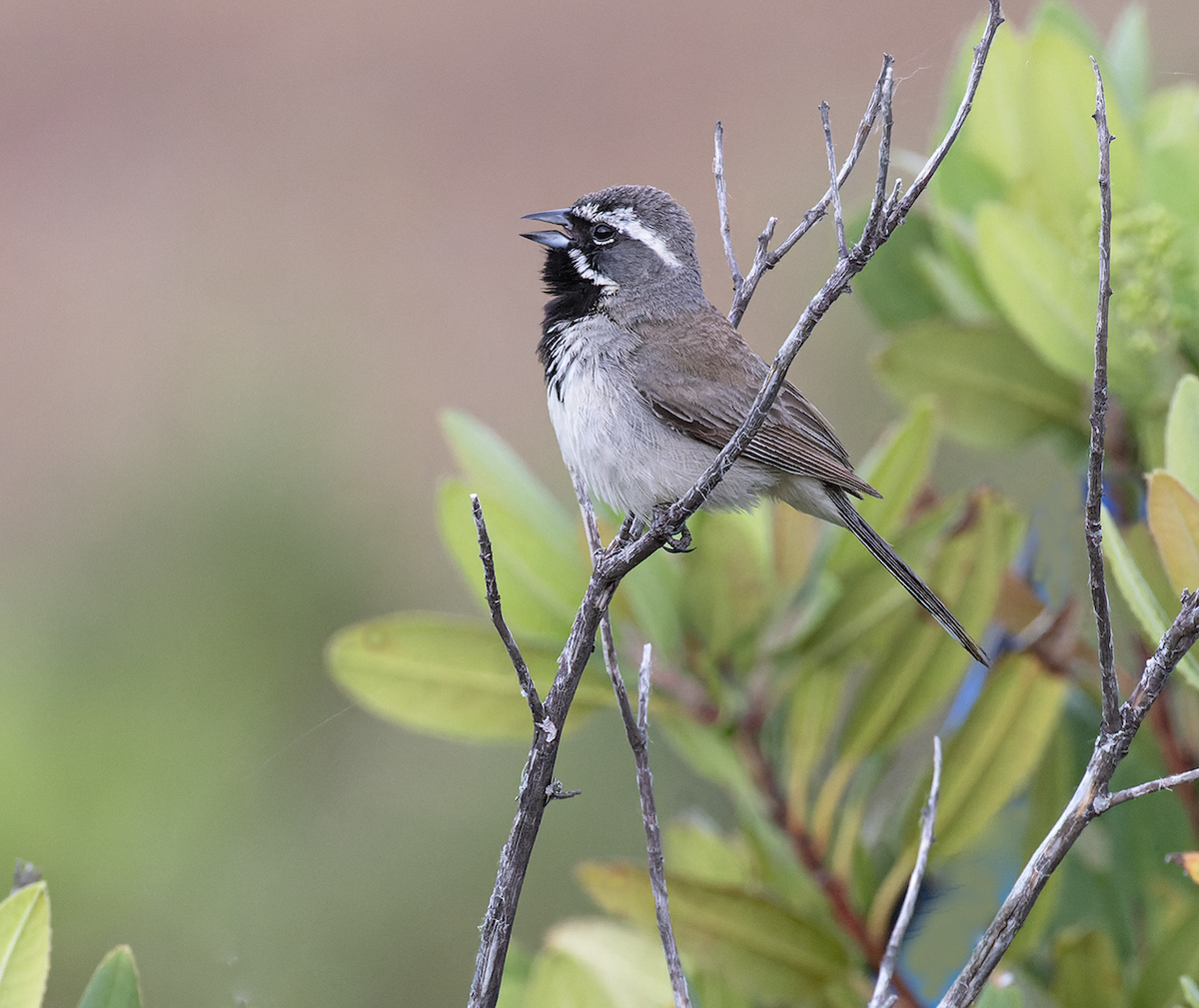 Black-throated Sparrow - ML620261289