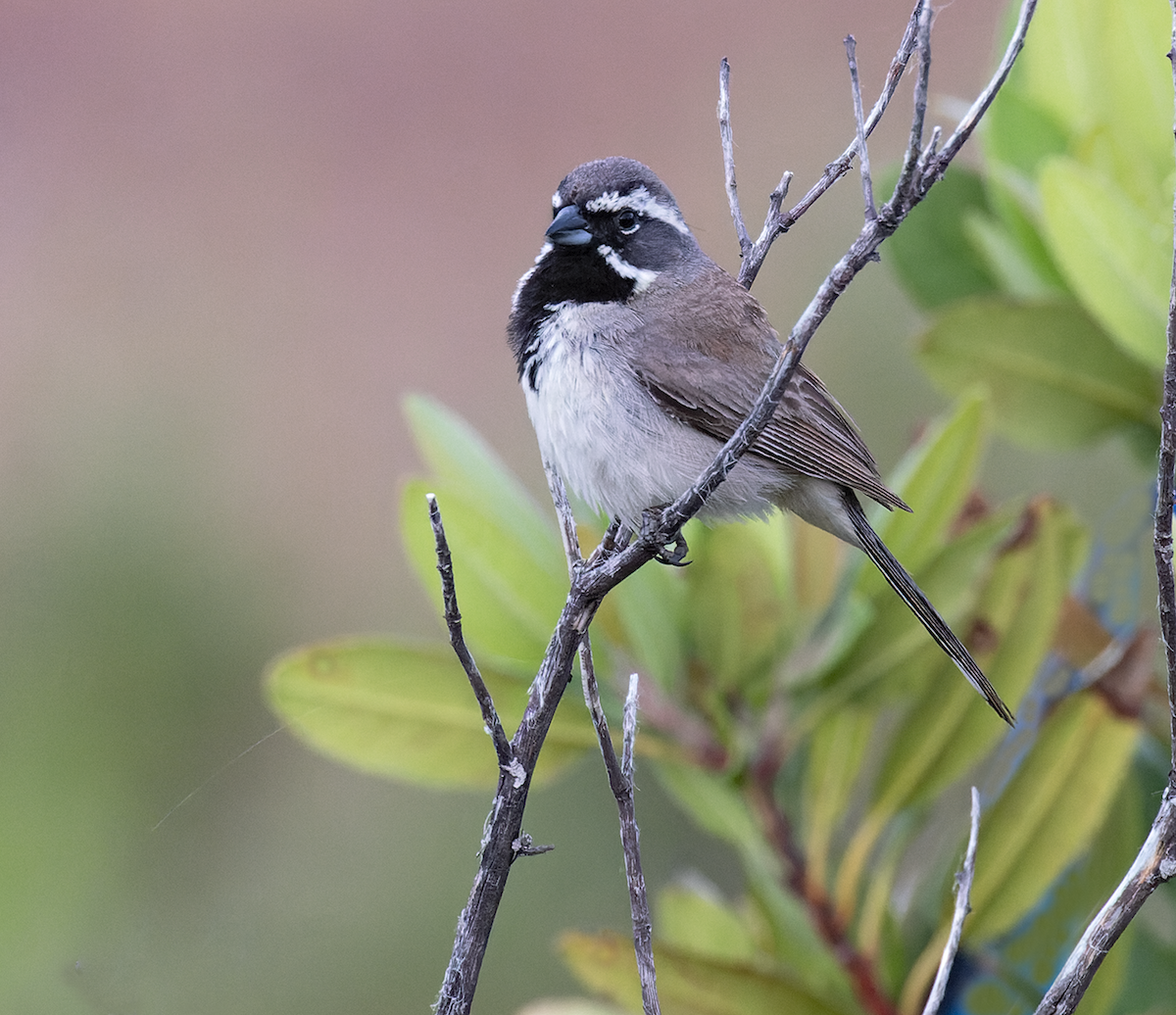 Black-throated Sparrow - ML620261290