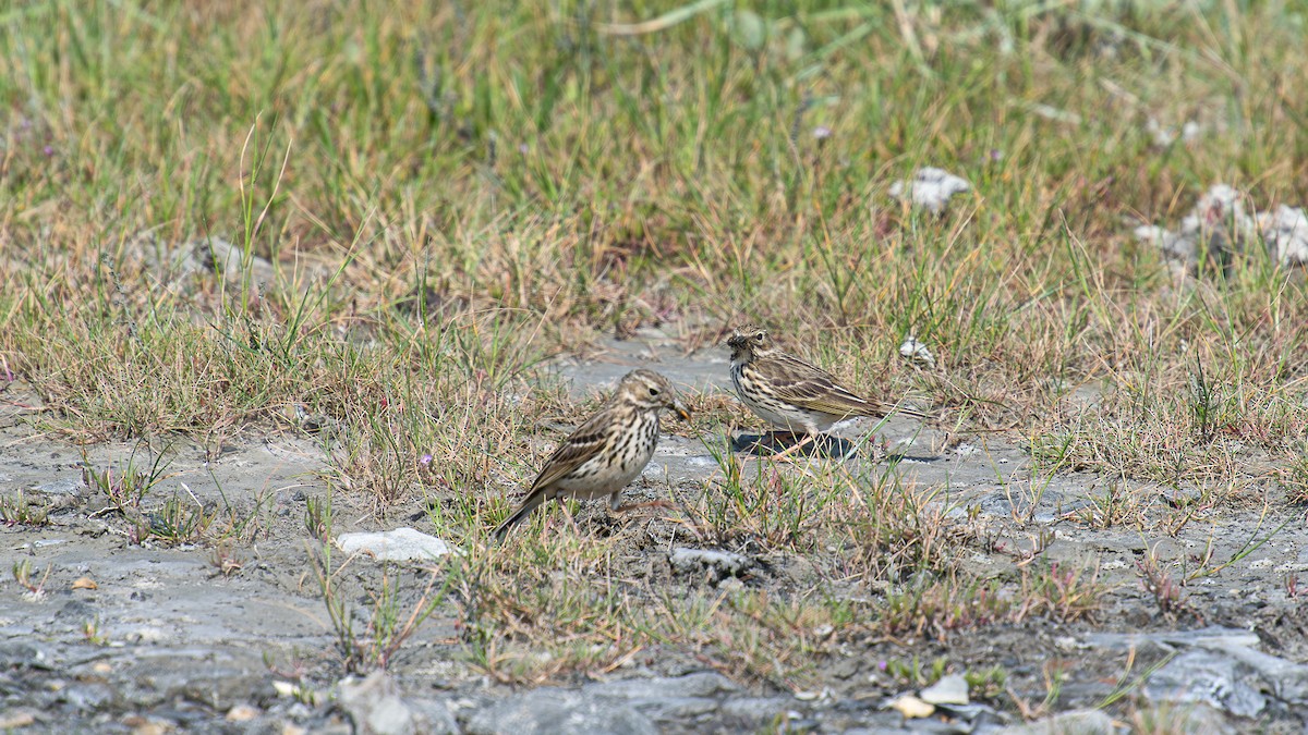Meadow Pipit - ML620261291