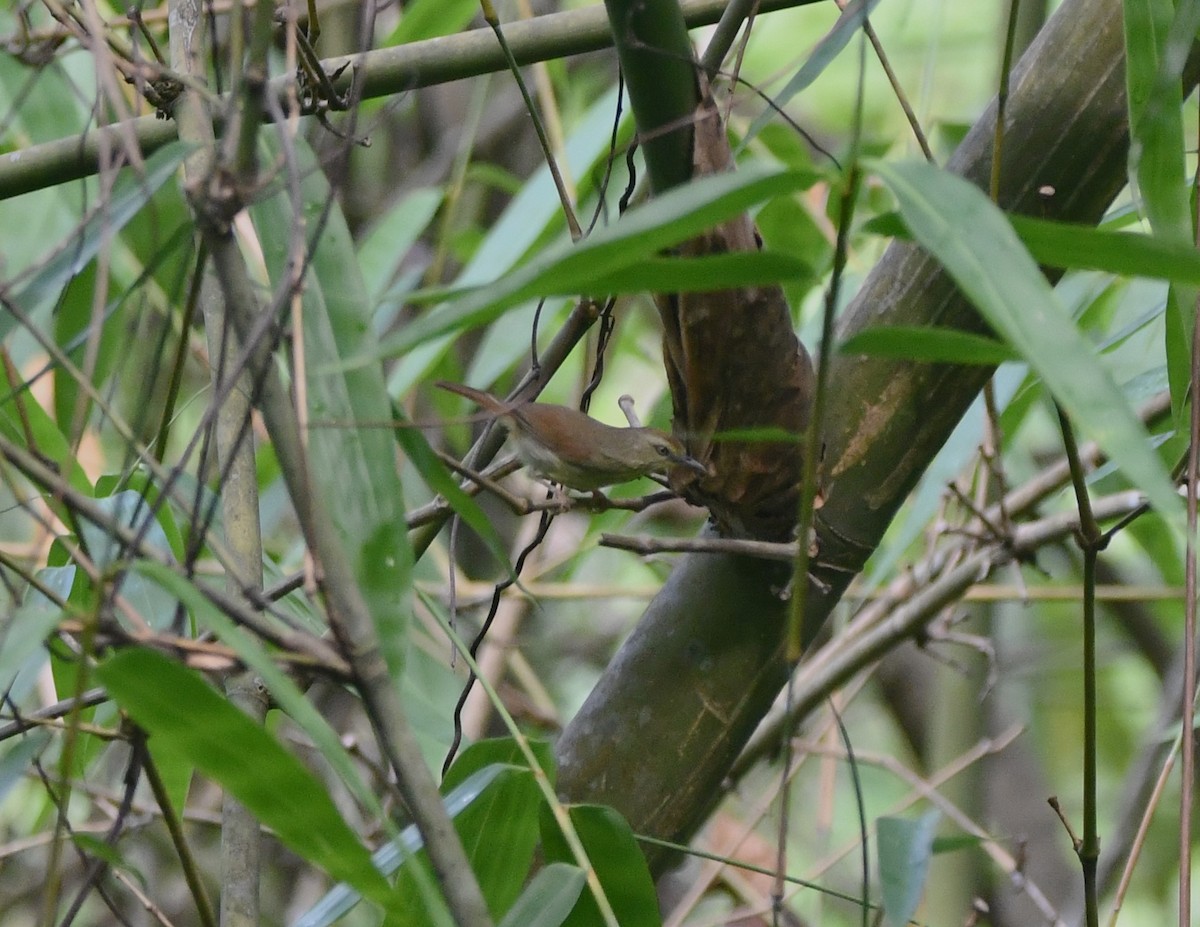 Pin-striped Tit-Babbler - ML620261294