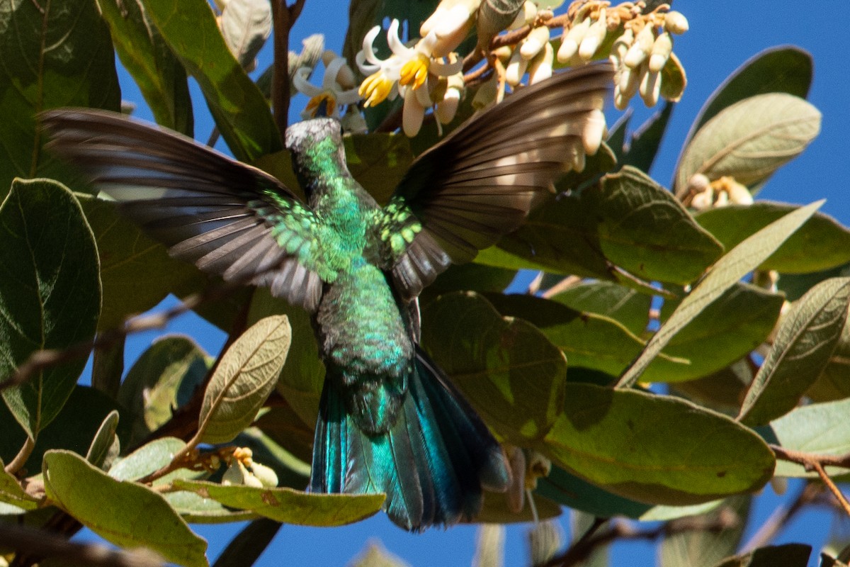 White-vented Violetear - ML620261305