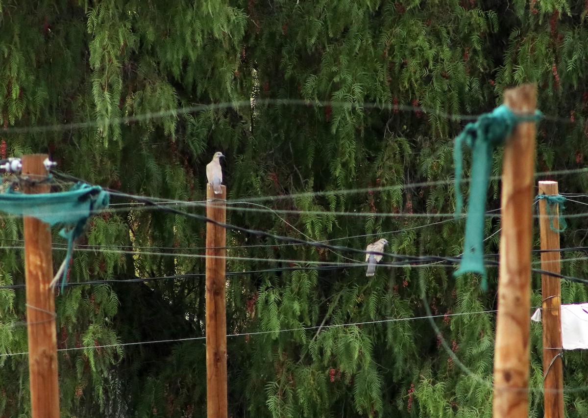 West Peruvian Dove - ML620261306