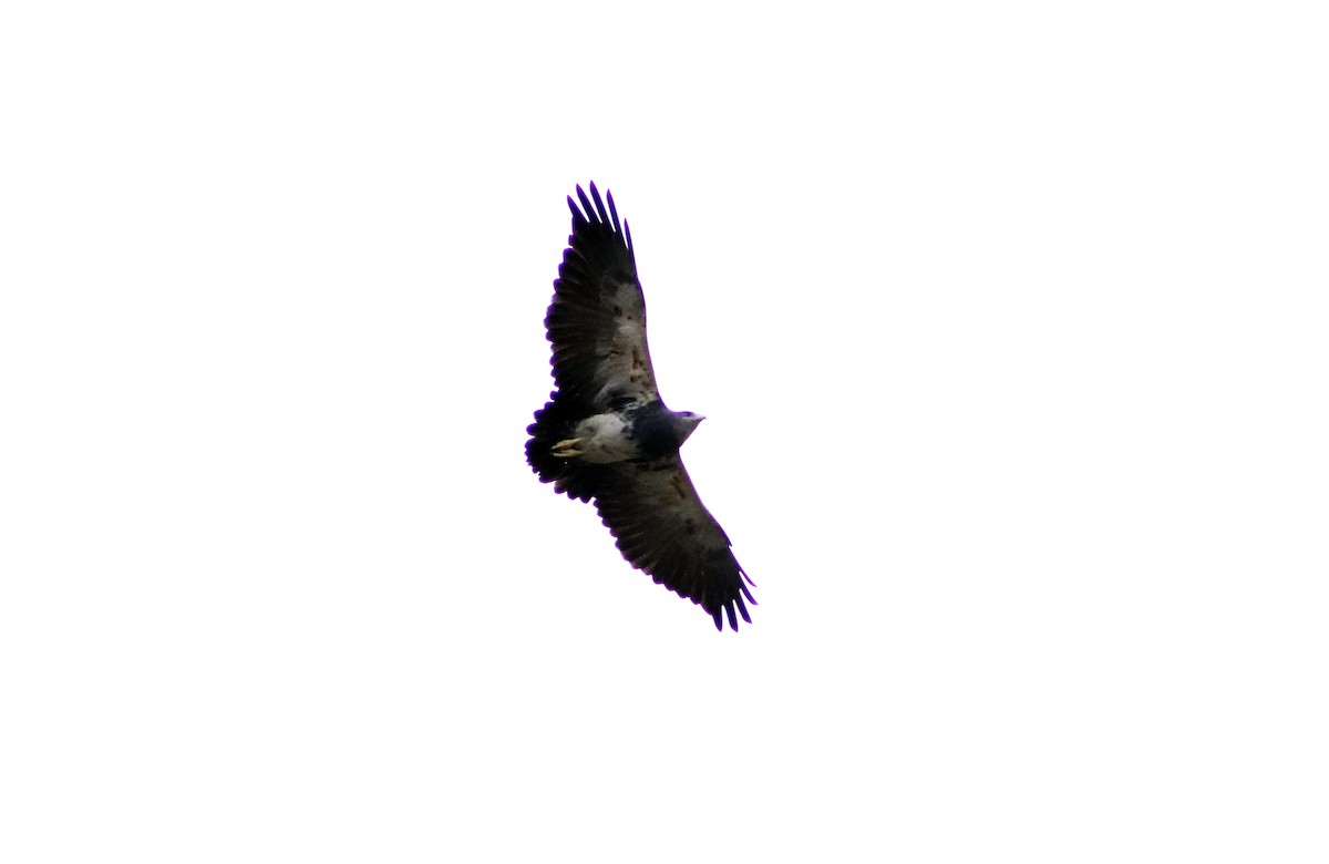 Black-chested Buzzard-Eagle - ML620261310