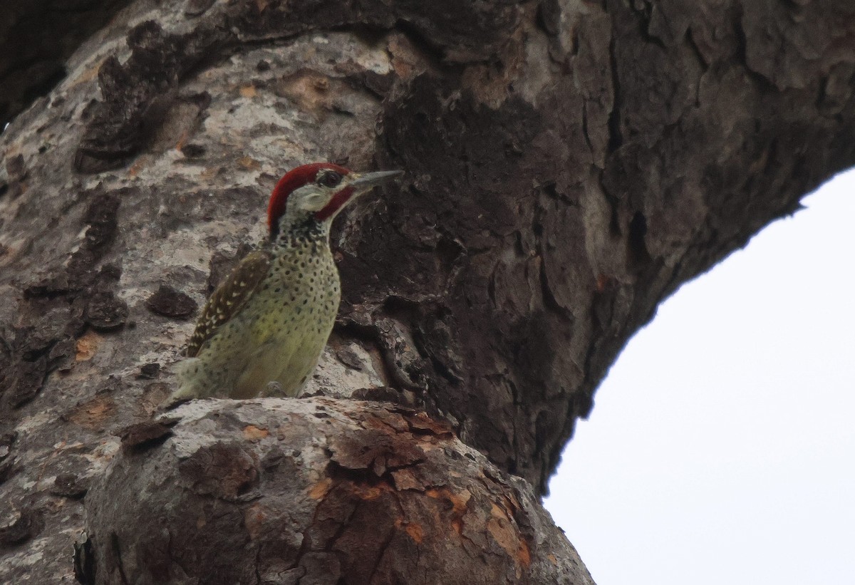 Bennett's Woodpecker - ML620261317