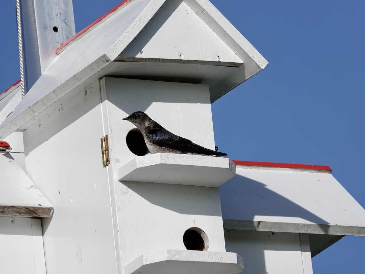 Purple Martin - ML620261320