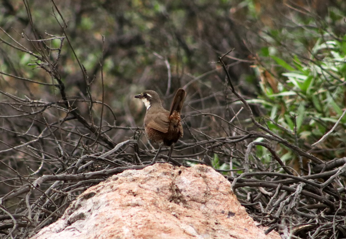 Weißbarttapaculo - ML620261321