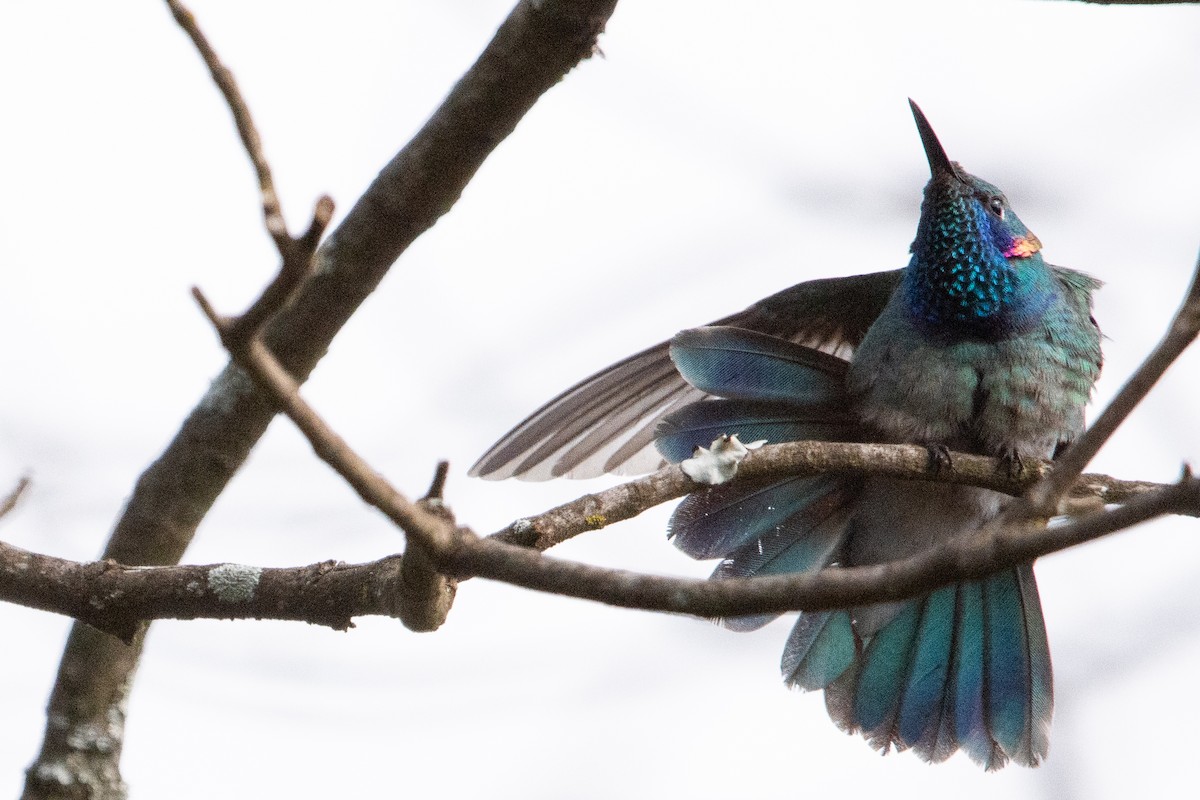 White-vented Violetear - ML620261324