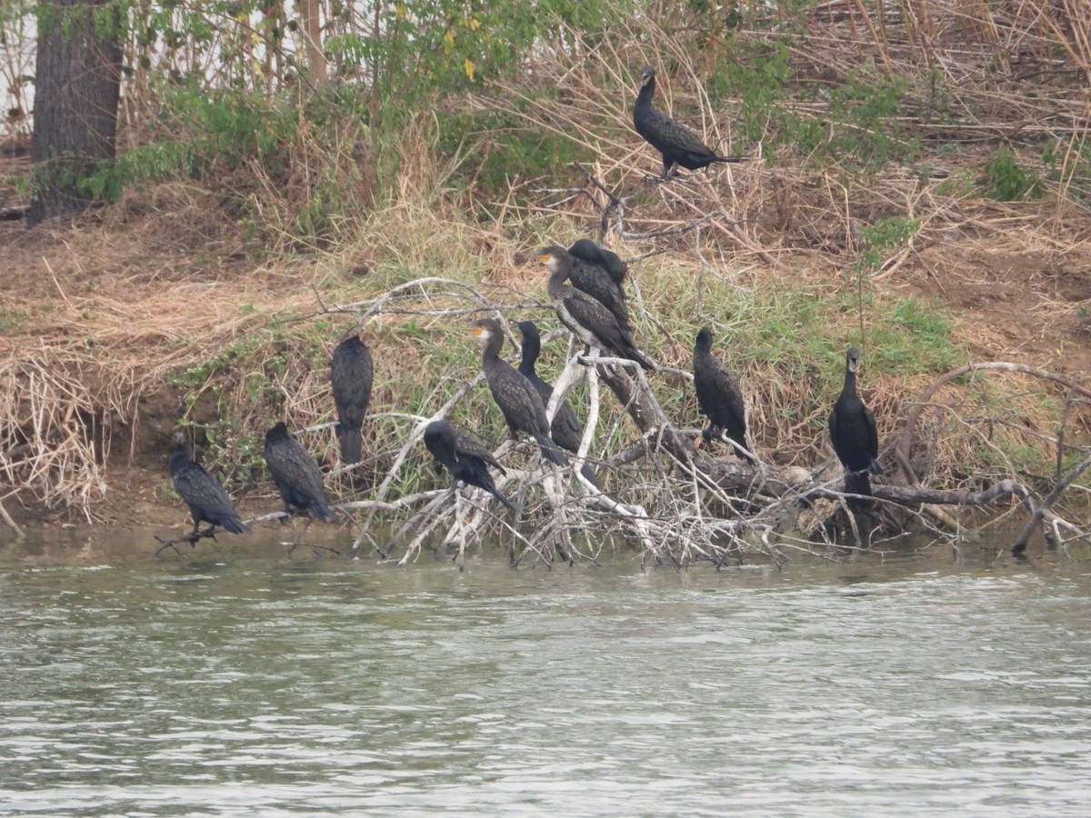 Cormoran à cou brun - ML620261325