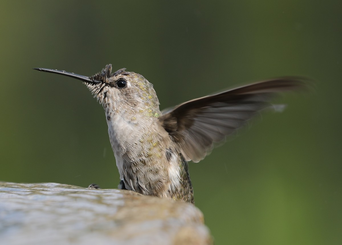 Anna's Hummingbird - ML620261326