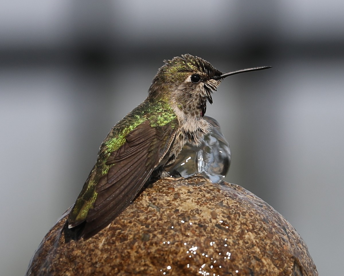 Anna's Hummingbird - ML620261328