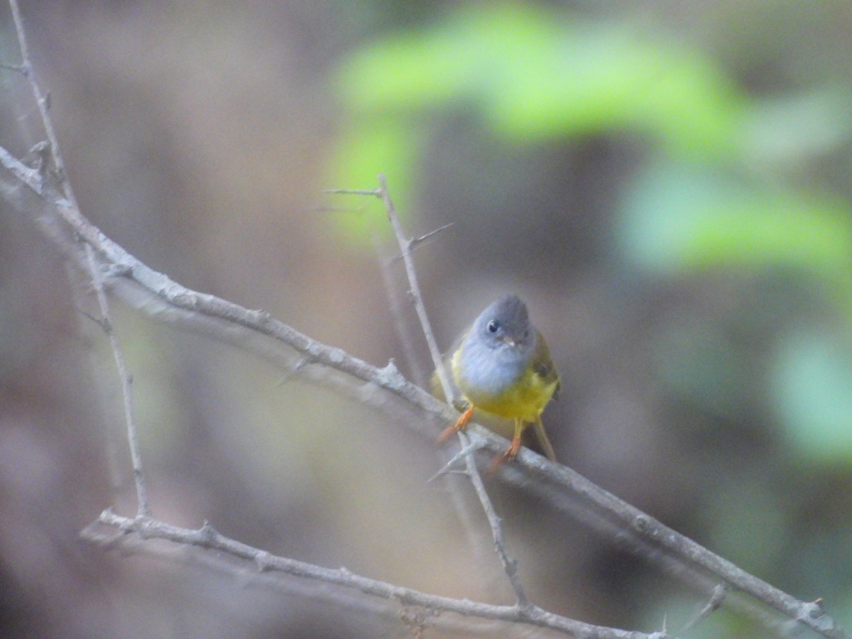 Gray-headed Canary-Flycatcher - ML620261335