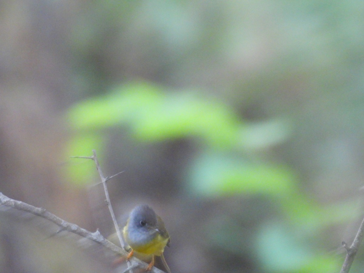 Gray-headed Canary-Flycatcher - ML620261336
