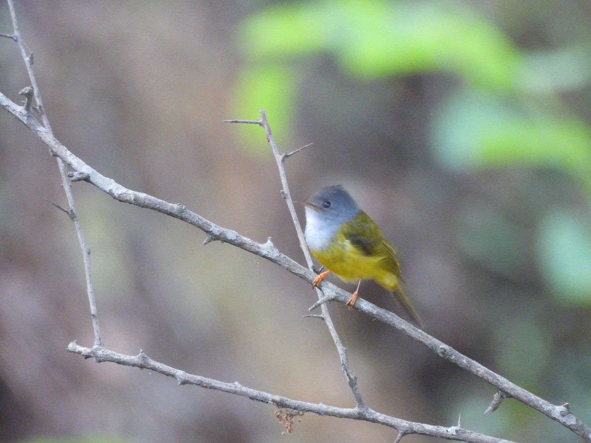 Gray-headed Canary-Flycatcher - ML620261337