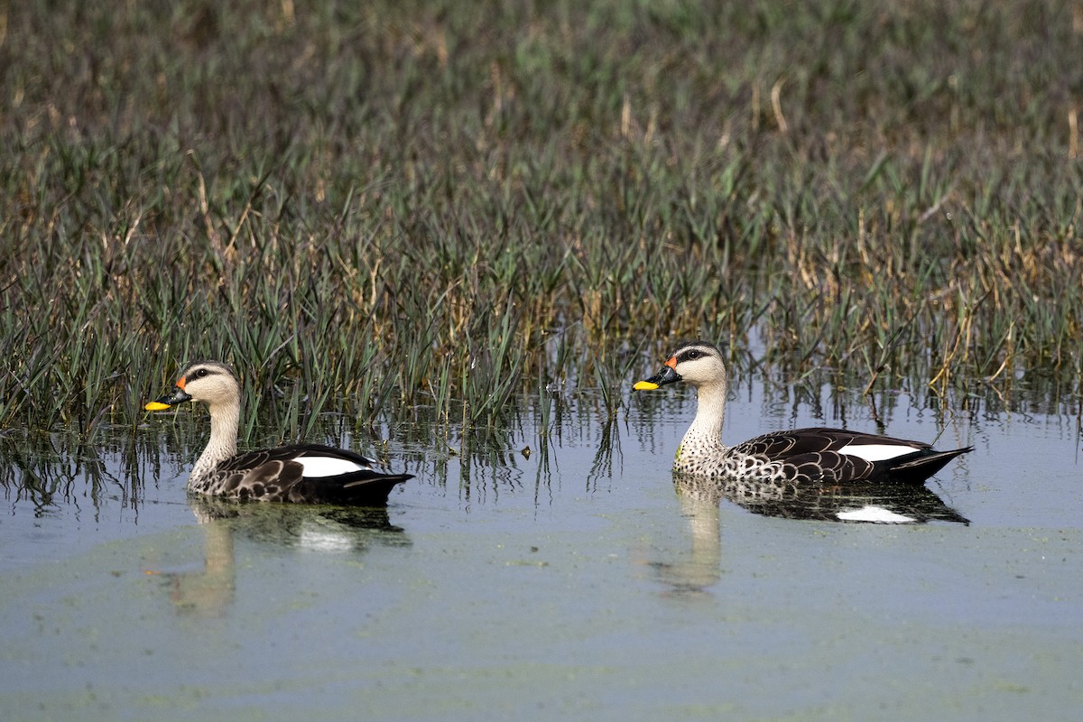 Canard à bec tacheté - ML620261339