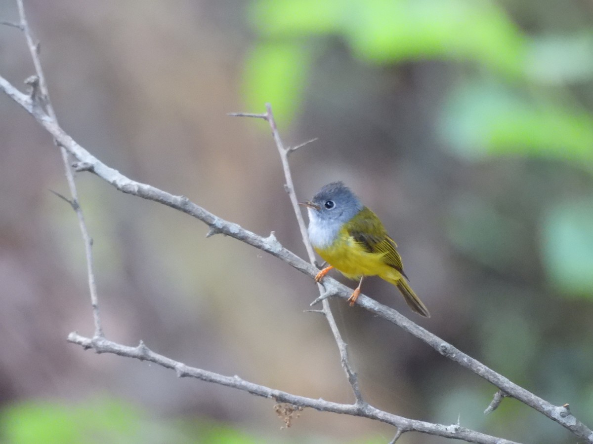 Gray-headed Canary-Flycatcher - ML620261344