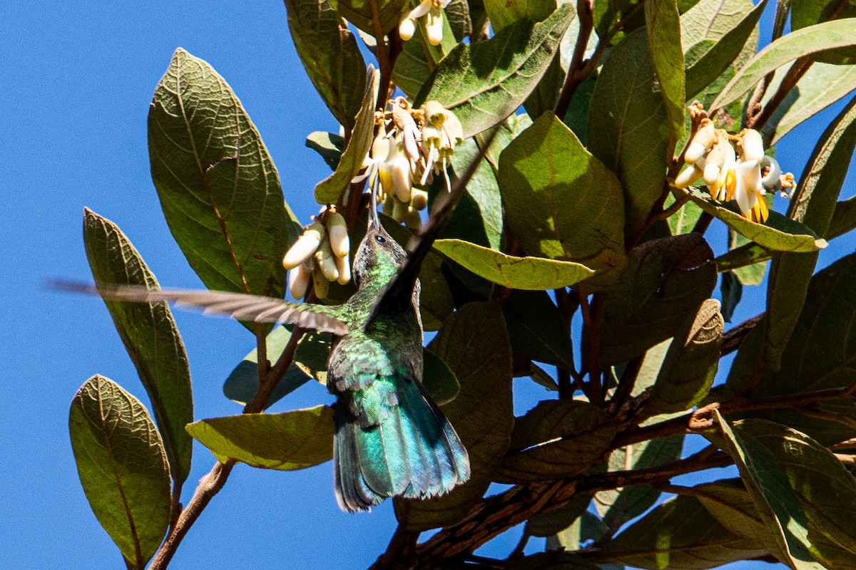 Colibri à ventre blanc - ML620261348