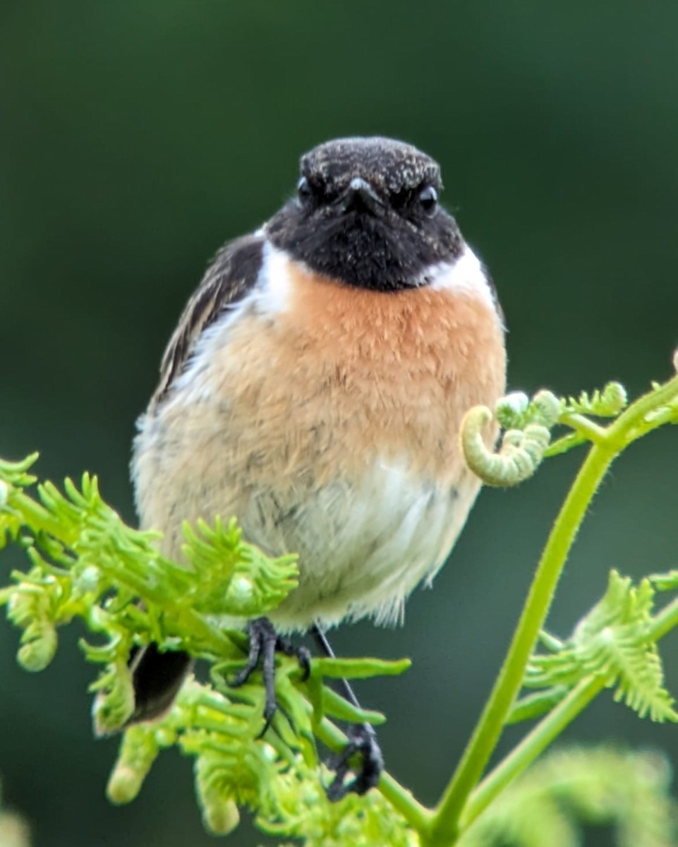 European Stonechat - ML620261355