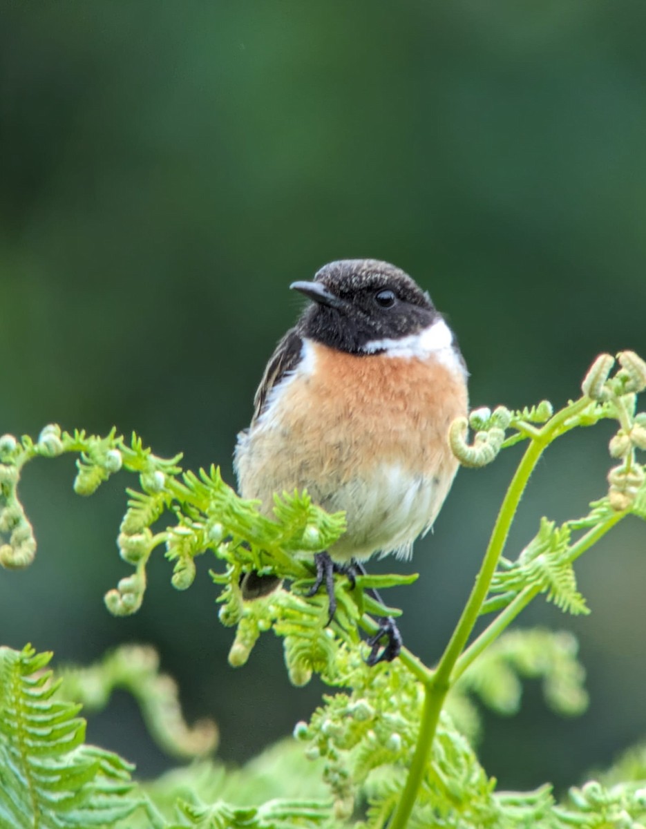 European Stonechat - ML620261356