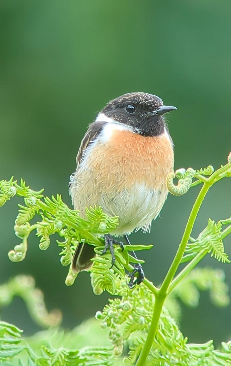 European Stonechat - ML620261357