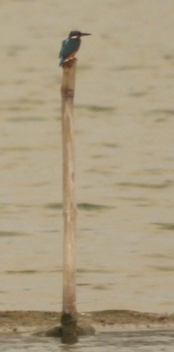 Common Kingfisher - ML620261377