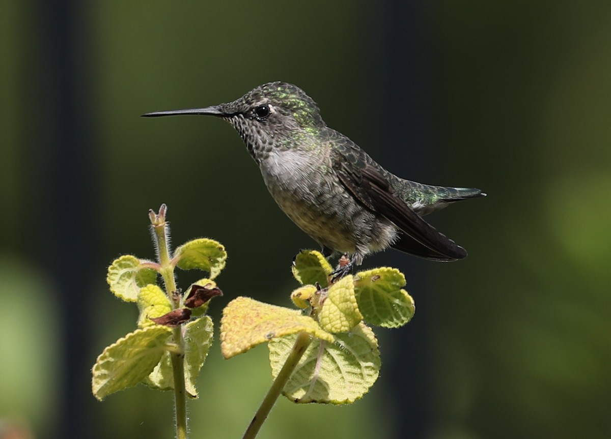 Anna's Hummingbird - ML620261384