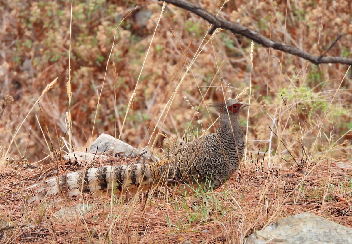 Cheer Pheasant - ML620261385