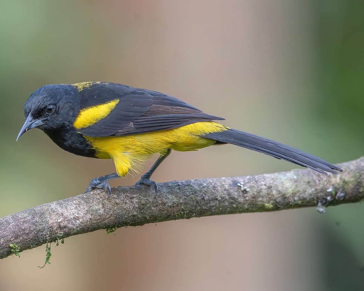 Black-cowled Oriole - Ricardo Rojas Arguedas