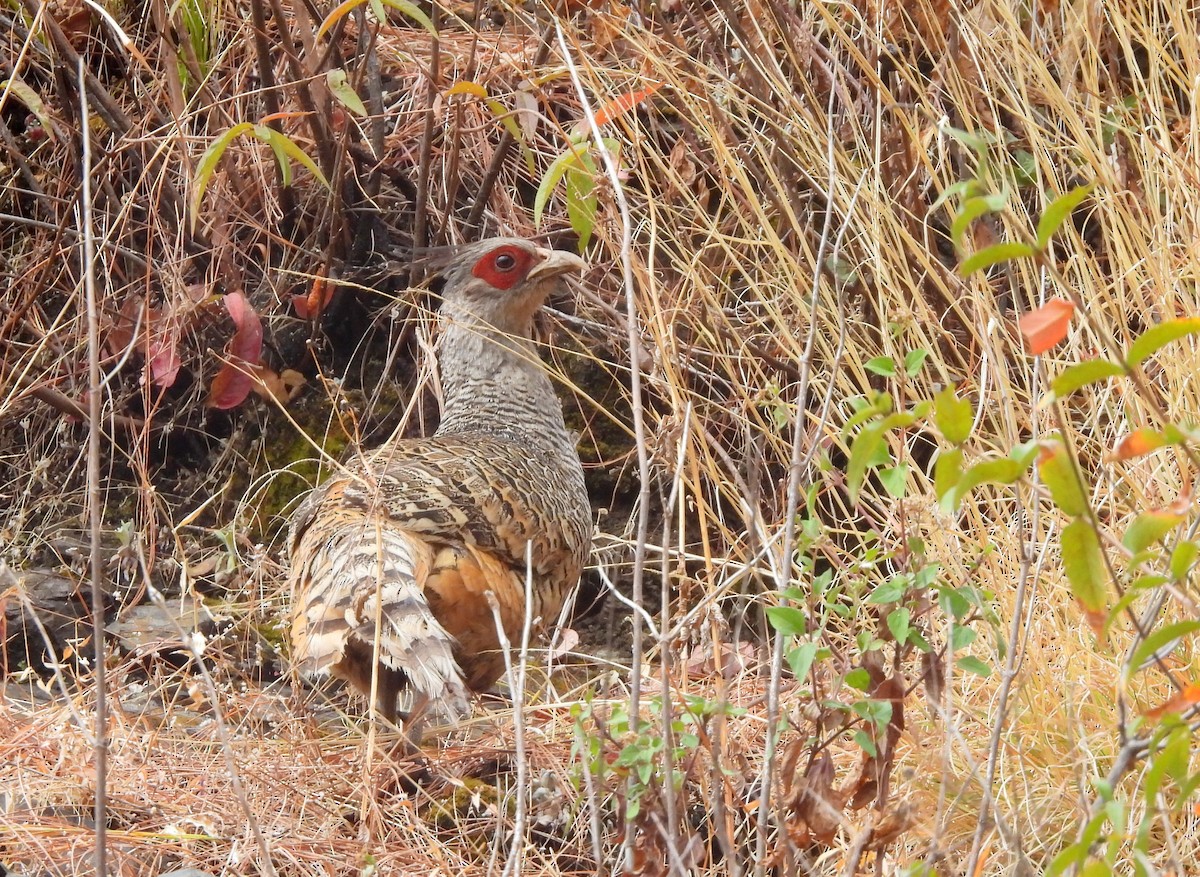 Cheer Pheasant - ML620261393