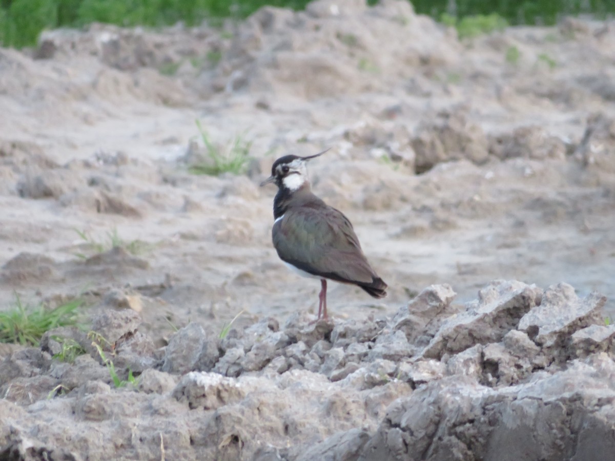 Northern Lapwing - ML620261395