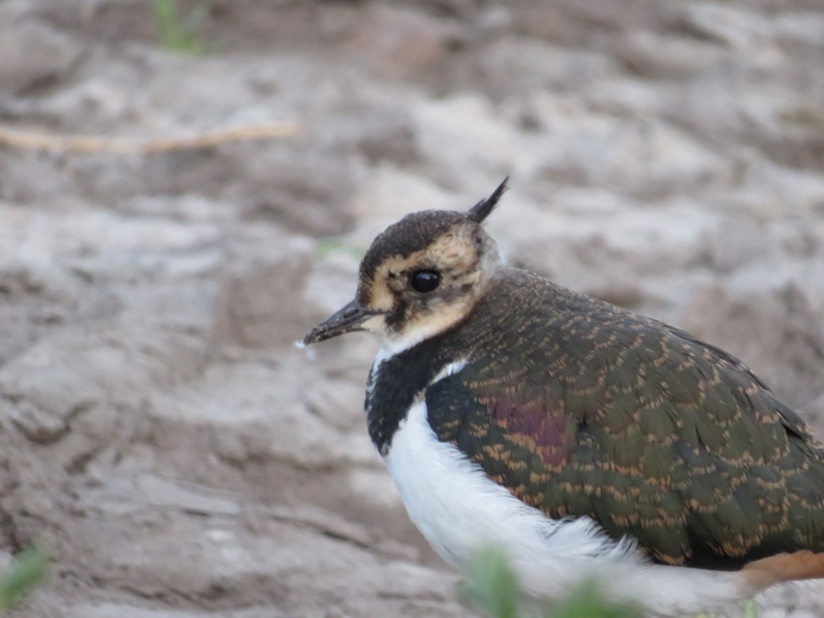 Northern Lapwing - Samuel de la Calle San José