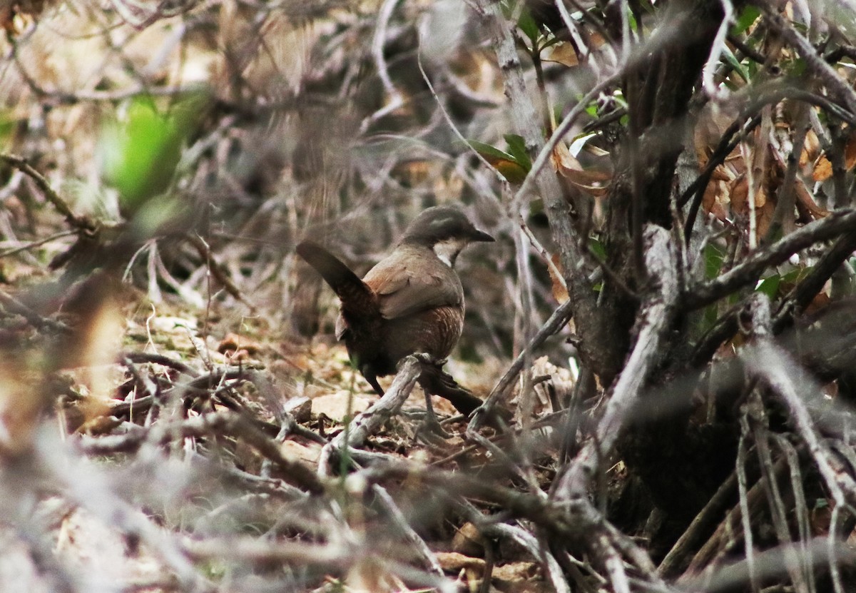 Weißbarttapaculo - ML620261401