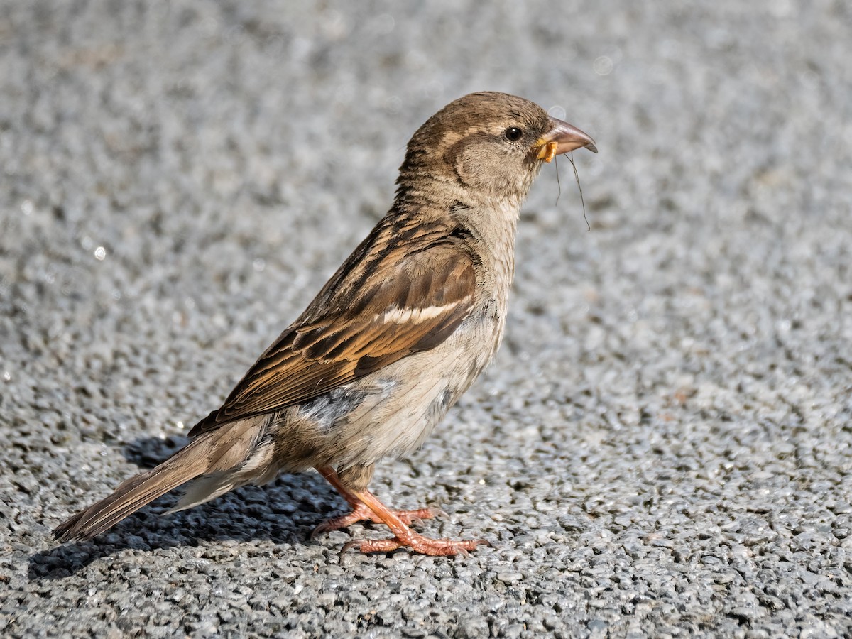 House Sparrow - ML620261402