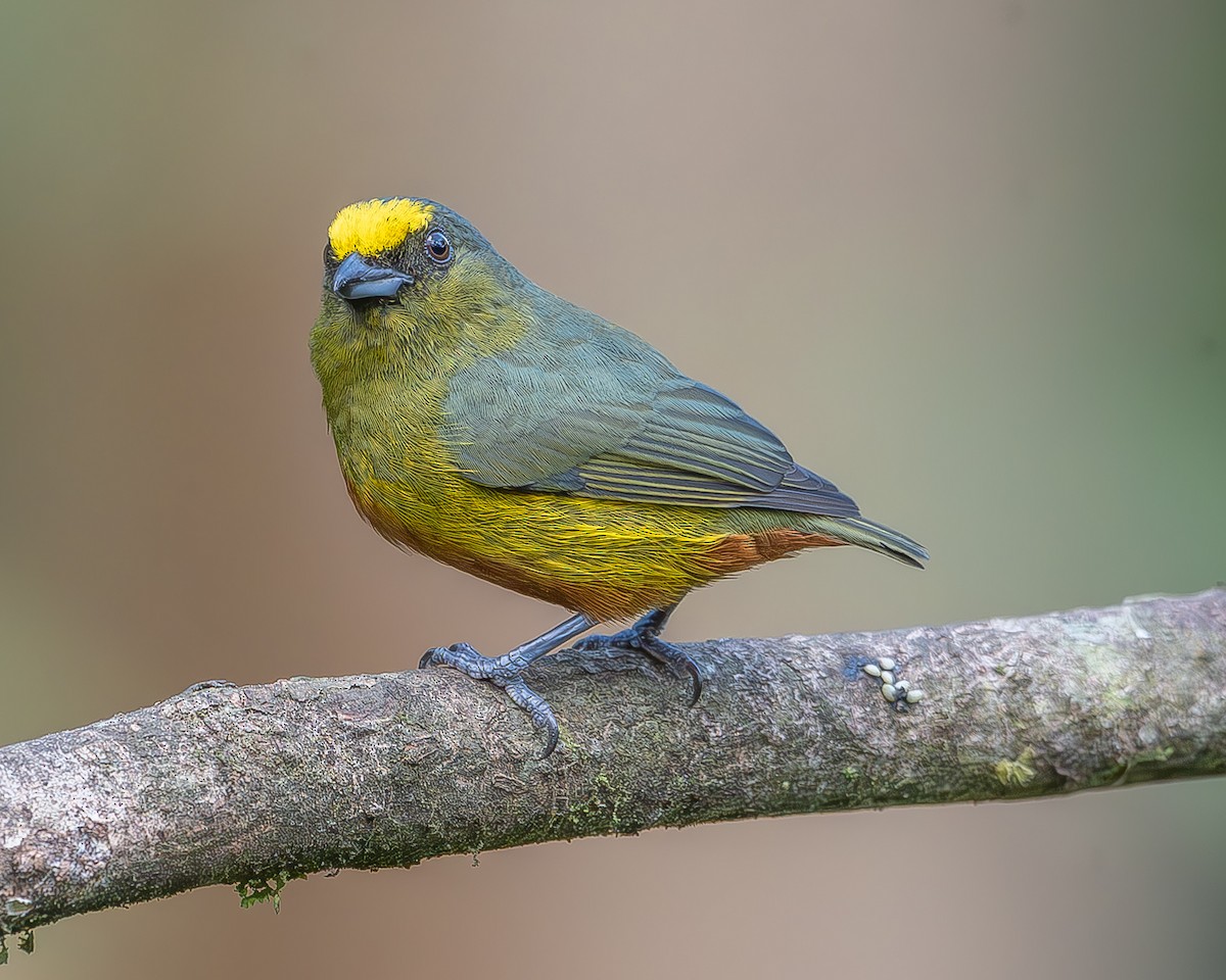 Olive-backed Euphonia - ML620261404