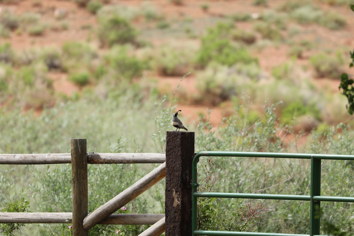 Gambel's Quail - ML620261407