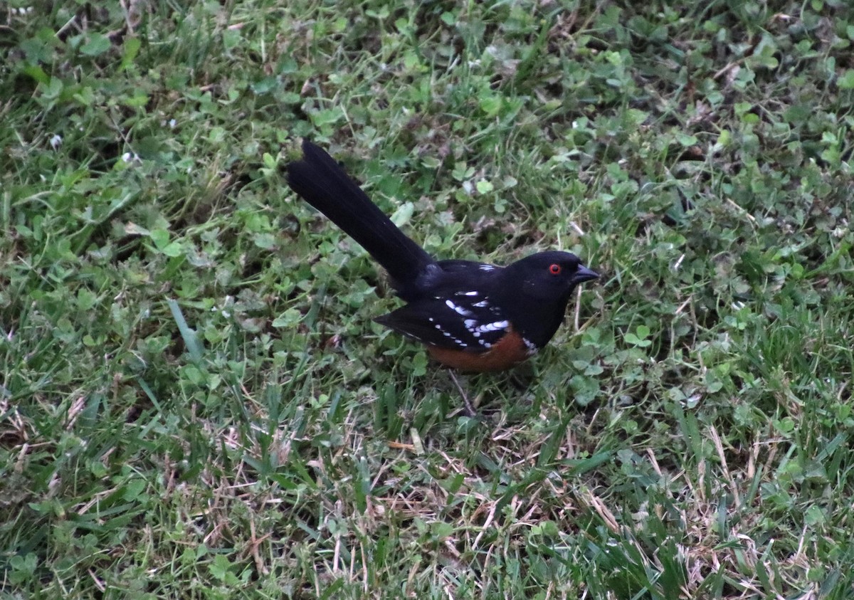 Spotted Towhee - Dianne Murray