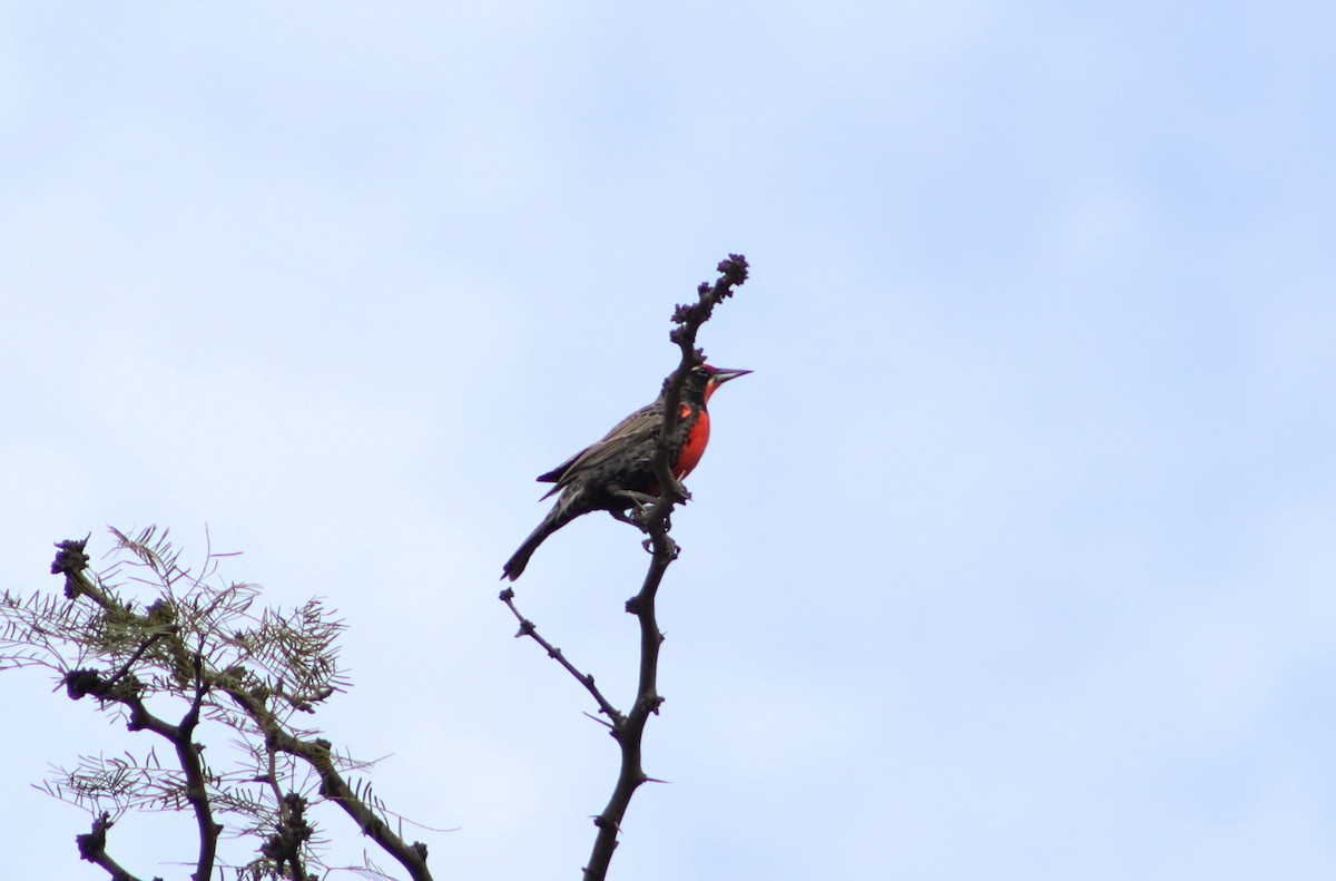 Long-tailed Meadowlark - ML620261432