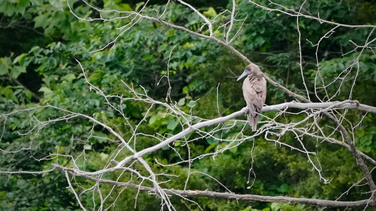 Brown Booby - ML620261435